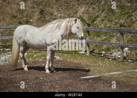 Ein weißes Pferd auf einem Bauernhof und auf die Dolomiten. Querformat. Stockfoto