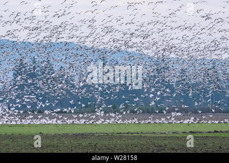 Mount Vernon, Washington, USA. Herde der wandernden Schnee Gänse im Flug über die ruhenden winter Felder. Stockfoto