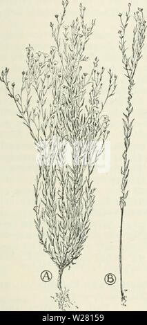 Archiv Bild ab Seite 338 der Cyclopedia von landwirtschaftlichen Kulturpflanzen. Cyclopedia von landwirtschaftlichen Kulturpflanzen: Ein beliebter Befragung von Pflanzen und pflanzliche Methoden in den Vereinigten Staaten und Kanada cyclopediaoffarm 00 bailuoft Jahr: 1922, c 1907 FLACHS FLACHS 297 Küsschen pro Acre, sechs Pecks allgemein als beste ist. Wenn der Flachs für Samen gewachsen ist, ist es in der Ex-pense die Quantität und die Qualität der Faser, und umgekehrt. Der Unterschied ist durch die Dicke des Seeding zurückzuführen ist. Die Menge der Samen pro eingeführt ist abhängig von der Anzahl der Niederlassungen, die Samen tragen, Samenkapseln. Durch Aussaat zwei bis drei Küsschen pro Acre, die Pflanzen ein Stockfoto