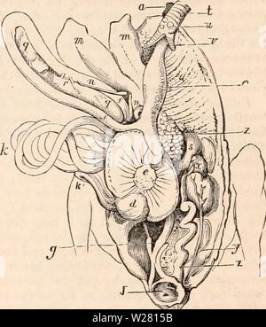 Archiv Bild von Seite 337 des cyclopaedia von Anatomie und. Die cyclopaedia von Anatomie und Physiologie cyclopdiaofana 01 Todd Jahr: 1836 322 AVES. Tauben sind jedoch bekannt, Kies, um ihre Jungen zu tragen. Hühner- Vögel wachsen lean Wenn beraubt der Kiesel; und kein Wunder, da Experiment zeigt, dass, wenn die Körner von Mais gequetscht sind, und denen die Vitalität, die magensaft nicht handeln oder auflösen. Die Beobachtungen und Experimente von Hunter haben sich völlig der rationa- und Wahrheit der Redi ist der Meinung, dass die peb-ble's Erfüllungsgehilfen von T-Stück durchführen Stockfoto