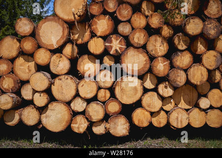 Detailansicht des Schnitts Baumstämmen, die die Alterung der Kreise. Natur Konzept. Querformat. Stockfoto