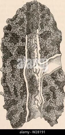 Archiv Bild ab Seite 338 Der cyclopaedia von Anatomie und. Die cyclopaedia von Anatomie und Physiologie cyclopdiaofana 05 Todd Jahr: 1859 Atmung, ORGANE DER. ist nicht das Ergebnis von atmosphärischen Druck, noch der Aktion der thorakalen inspiratorischen Mus-cles: Es ist aufgrund der elastischen Eigenschaft der knorpeligen Teile. Ein "membranöse inter-val' in den Wänden der mtra-pulmonalen Bronchien wäre natürlich die Luft-pas-Weisen zu schädigenden Druck aussetzen. Die Muskelfasern, die immer auf die unstriped Art in dieser Klasse von bronchialen Schlauch gehören, sind ar - vor allem Zirkular, teilweise aber reichten Stockfoto