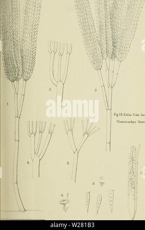 Archiv Bild von Seite 338 des Verslagen en mededeelingen Stockfoto