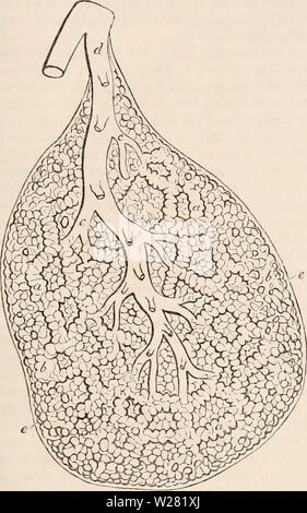 Archiv Bild von Seite 342 des cyclopaedia von Anatomie und Stockfoto