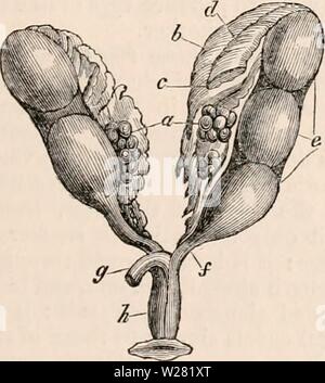 Archiv Bild von Seite 342 des cyclopaedia von Anatomie und Stockfoto