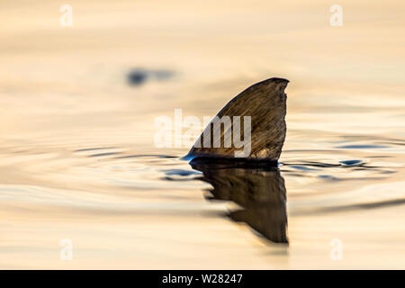 Europäische KARPFEN (CYPRINUS CARPIO) laichen Eier Unterwasser im seichten Wasser des Sees bei Sonnenuntergang. Nur fin sichtbar ist. Stockfoto