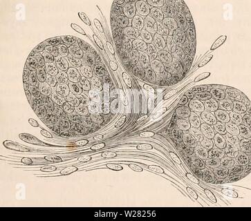 Archiv Bild ab Seite 344 Der cyclopaedia von Anatomie und Stockfoto