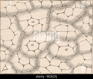 Archiv Bild ab Seite 344 Der cyclopaedia von Anatomie und Stockfoto