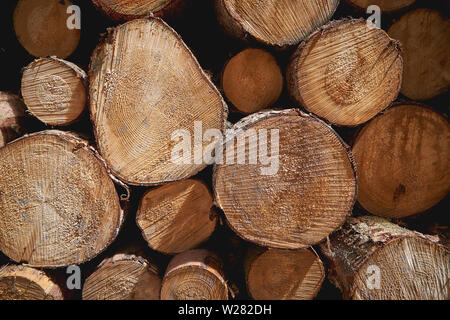 Detailansicht des Schnitts Baumstämmen, die die Alterung der Kreise. Natur Konzept. Querformat. Stockfoto