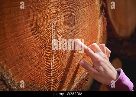 Detailansicht des Schnitts Baumstämmen, die die Alterung der Kreise. Natur Konzept. Querformat. Stockfoto