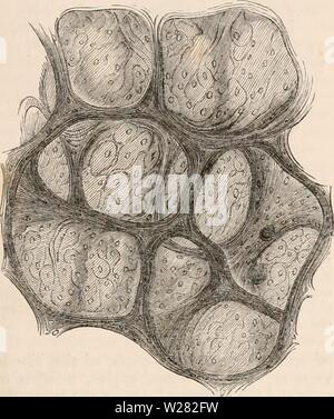 Archiv Bild von Seite 346 des cyclopaedia von Anatomie und Stockfoto