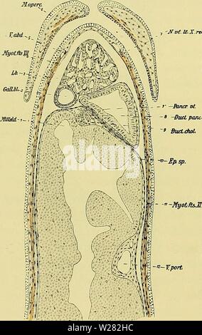 Archiv Bild ab Seite 347 von Denkschriften der Medicinisch-Naturwissenschaftlichen Gesellschaft zu. Denkschriften der Medicinisch-Naturwissenschaftlichen Gesellschaft zu Jena denkschriftender 47 medi Jahr: 1879 1272 Entwicklungsgeschichte des Kopfes und des Blutgefässsystems von Ceratodus Forsteri. 612 auch noch Reste der Subintestinalvene darstellen. Im Kiemendeckel Werdener sterben ventralen Züge der schräg nach vorn verlaufenden Faserung des Opercularmuskels (6) sichtbar. 80 z. b. dorsale (Textfig. 479) wird bereits der ventrale Umschlagplatz der Splanchnopleura im Grunde der zwischen Magen (13) und Mi Stockfoto