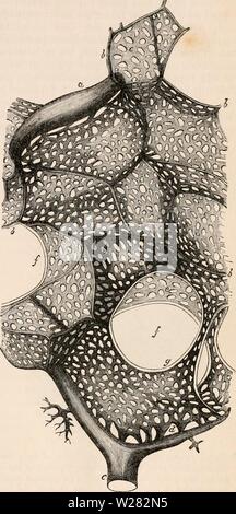 Archiv Bild ab Seite 348 Der cyclopaedia von Anatomie und Stockfoto