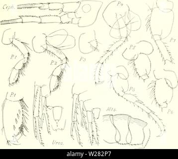 Archiv Bild von Seite 348 des Dänischen Ingolf-Expedition (1899-1953). Die dänische Ingolf-Expedition danishingolfex 3 cpt 8 daniuoft Jahr: 1899-1953 CRUSTACEA MALACOSTKACA. Vii. 267 Abb. 75. Halirages Mixtus. Die Zahlen der kompletten pereiopod 7 und der urosorne mit uropod 3 wurden von einem kleinen Muster gezeichnet. Beschreibung von $, Abt. 11 mm. (Mit großen beuteltier Platten, aber die rn Seten verloren). Dieses Exemplar (wie alle anderen) war sehr defekt. Die Rückseite ist gewölbt, ohne Dorsalen Zähne. Der Leiter ha kleine Tribüne; Die okuläre lobe hat die Ecken abgerundet und cmadrangularly Stockfoto