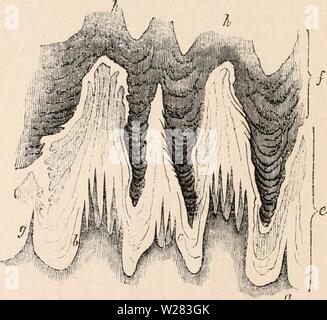 Archiv Bild ab Seite 353 Der cyclopaedia von Anatomie und Stockfoto