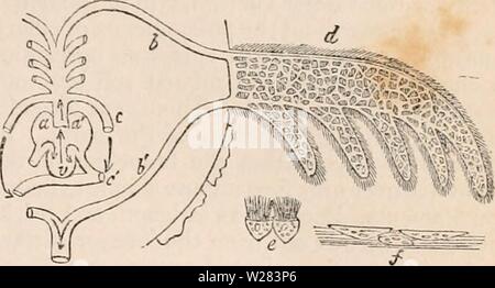 Archiv Bild ab Seite 354 Der cyclopaedia von Anatomie und Stockfoto