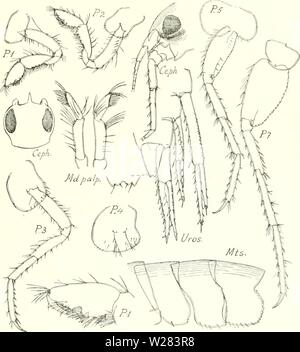 Archiv Bild von Seite 354 des Dänischen Ingolf-Expedition (1899-1953). Die dänische Ingolf-Expedition danishingolfex 3 cpt 8 daniuoft Jahr: 1899-1953 CRUSTACEA MAI. ACOSTRACA. Vii. 273 Abb. 78. Halirages megalops, $, von Bredefjord, S. V. Grönland ("Eisbahn" St. 104 5-8-1912). Vorkommen. Diese Sorte hat ein paar neue Städte und Gemeinden durch die "Ingolf" und durch andere Expeditionen unternommen worden. W. Grönland: Ameralikfjord in der Nähe von Godthåb, in der Mündung des Fjords, 10 - 20 111., Muscheln (Ingolf 'Exped.). Jakobshavn (Traustedt Holstensborg und Bein. 1 S 92). E. in Grönland: Angmagssalik, das Kap Dan Inseln, 12-20 m., Stockfoto