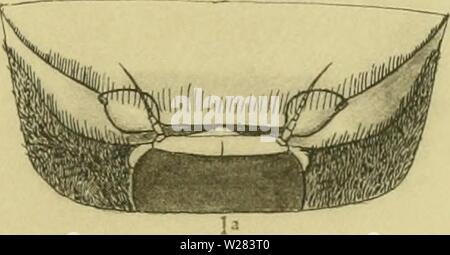 Archiv Bild ab Seite 354 Der decapoda Brachyura des Stockfoto