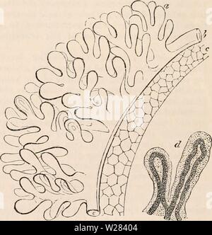 Archiv Bild ab Seite 355 Der cyclopaedia von Anatomie und. Die cyclopaedia von Anatomie und Physiologie cyclopdiaofana 05 Todd Jahr: 1859 280 Atmung. Ihre Gefäßsystem {Feigen. 227, 228.) Wie die Der ranidae in einem vibratile Epidermis gekleidet sind, zahlreich durch pigmental Zellen, mit dem Rest des Körpers. Für einige Zeit vor dem deca Vertrauen dieser Organe in die Larven der Triton sie aufhören, das Phänomen der ciliary Vibrationen aufweisen. Die vibratile Epidermis erfährt eine Änderung, durch die die Ciliated Cell durch die einfache succedeed wird. Dieses Ereignis foretel Stockfoto