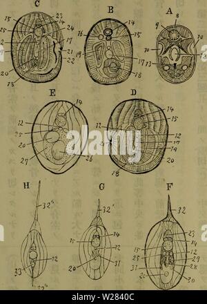 Archiv Bild von Seite 355 Dbutsugaku zasshi (1889) Stockfoto