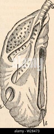 Archiv Bild ab Seite 356 Der cyclopaedia von Anatomie und. Die cyclopaedia von Anatomie und Physiologie cyclopdiaofana 01 Todd Jahr: 1836 AVES. 341 auf die Sekretorischen Schiffe der Leber beitragen, sondern gehen Sie zu den Superior Teil der viscus, der in die Vena cava zu beenden, als auch der Vena umbilicalis. "Die Vene, die das Blut von den unteren Extremitäten zurück in das Becken in zwei Zweige, die mit dem Oberschenkel- und ischiadic Arterien entsprechen aufgeteilt ist; der eine wird durch das Foramen ischiadic, der andere durch die Bohrung upo/ich den vorderen Rand des Beckens; aber die Stockfoto