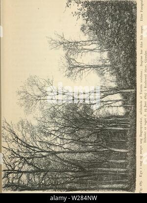 Archiv Bild ab Seite 360 von Dansk forstzoologi (1896) Stockfoto