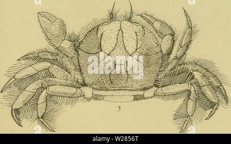 Archiv Bild ab Seite 362 Der decapoda Brachyura des Stockfoto