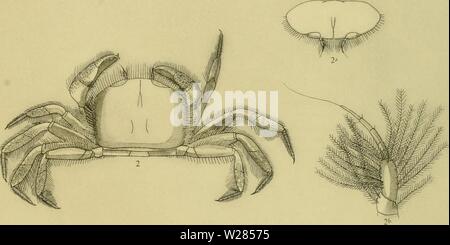 Archiv Bild ab Seite 362 Der decapoda Brachyura des. Die decapoda Brachyura des decapodabrachyur Siboga Expedition 1112 tesc Jahr: 1918 Stockfoto