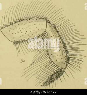 Archiv Bild ab Seite 362 Der decapoda Brachyura des Stockfoto