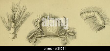 Archiv Bild ab Seite 362 Der decapoda Brachyura des Stockfoto