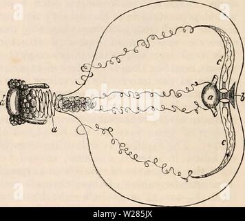 Archiv Bild ab Seite 365 Der cyclopaedia von Anatomie und Stockfoto