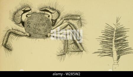 Archiv Bild von Seite 366 des Decapoda Brachyura des. Die decapoda Brachyura des decapodabrachyur Siboga Expedition 1112 tesc Jahr: 1918. Siboya Hxpeditie y:&lt;: &Lt;S'J.J.re, Sch. Decajjoc/Bn/cAyitra. Stockfoto