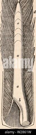 Archiv Bild ab Seite 367 Der cyclopaedia von Anatomie und Stockfoto