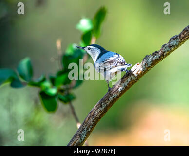 White-breasted Kleiber sitzen auf einem toten Baum des Körpers. Stockfoto