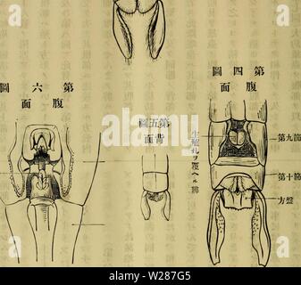 Archiv Bild von Seite 377 Dbutsugaku zasshi (1889) Stockfoto