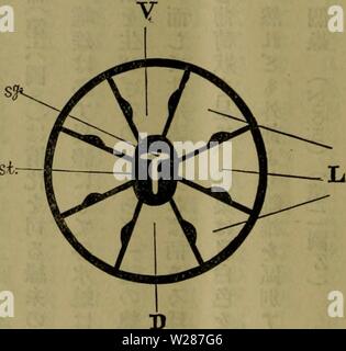 Archiv Bild von Seite 377 Dbutsugaku zasshi (1889) Stockfoto