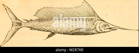 Archiv Bild ab Seite 378 der Danmarks Fiske (1838) Stockfoto