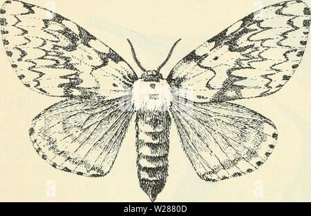 Archiv Bild ab Seite 381 von Dansk forstzoologi (1896) Stockfoto