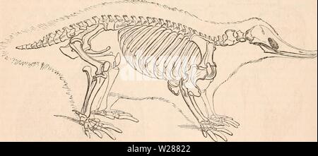 Archiv Bild ab Seite 381 Der cyclopaedia von Anatomie und Stockfoto