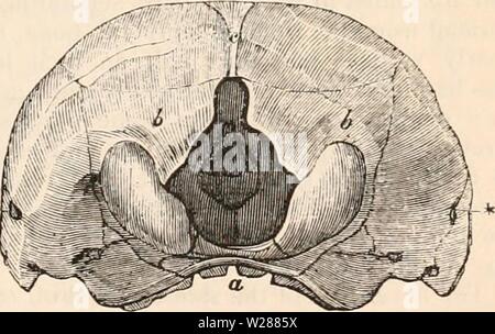 Archiv Bild ab Seite 382 Der cyclopaedia von Anatomie und Stockfoto