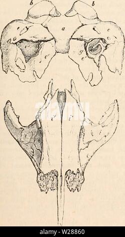 Archiv Bild ab Seite 382 Der cyclopaedia von Anatomie und Stockfoto