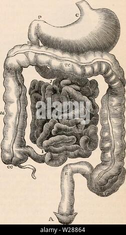 Archiv Bild ab Seite 382 Der cyclopaedia von Anatomie und Stockfoto