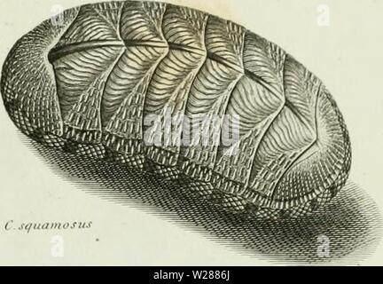 Archiv Bild ab Seite 382 Der cyclopedia; oder, Universal Wörterbuch Stockfoto