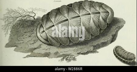 Archiv Bild ab Seite 382 Der cyclopedia; oder, Universal Wörterbuch Stockfoto