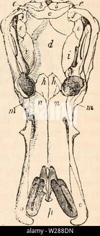 Archiv Bild ab Seite 384 Der cyclopaedia von Anatomie und Stockfoto