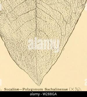 Archiv Bild ab Seite 385 der Cyclopedia der amerikanischen Gartenbau Stockfoto