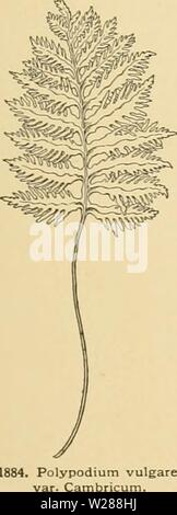 Archiv Bild ab Seite 386 der Cyclopedia der amerikanischen Gartenbau Archiv Bild ab Seite 386 der Cyclopedia der amerikanischen Gartenbau