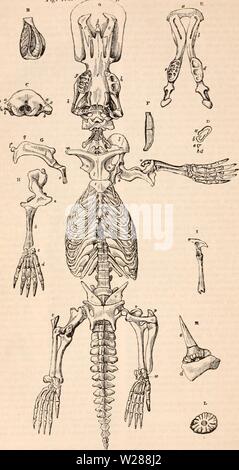 Archiv Bild ab Seite 385 Der cyclopaedia von Anatomie und Stockfoto