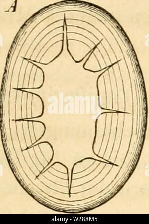 Archiv Bild ab Seite 386 von Das Mikroskop, Theorie und Anwendung Stockfoto