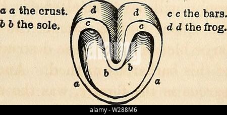 Archiv Bild von Seite 386 des Dadd Theorie und Praxis der Archiv Bild von Seite 386 des Dadd Theorie und Praxis der
